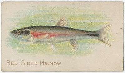 87 Red-Sided Minnow